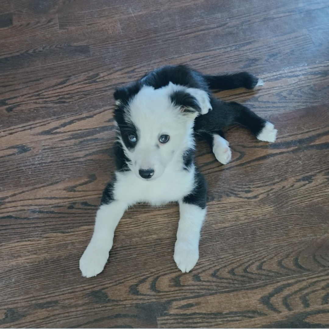 Alfonzo the dog sitting on the floor.