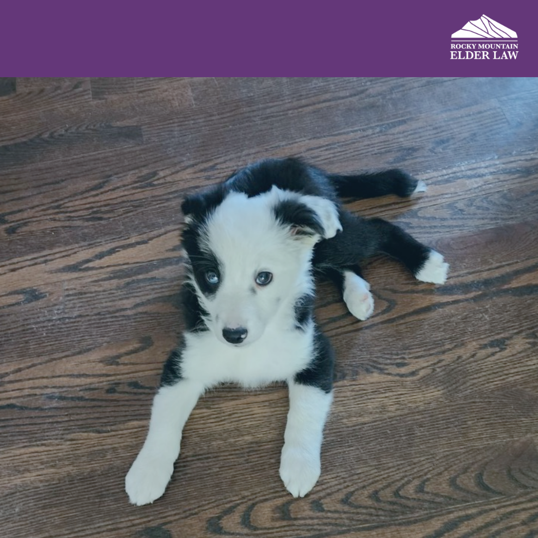 Rocky Mountain Elder Law New Mascot – Alfonzo!